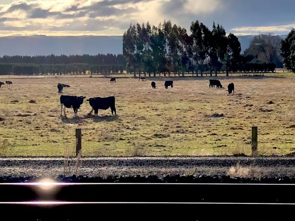 Cows in a pasture on a mild winters mid-day bike ride, with rail-way lines in foreground highlighting the sun.